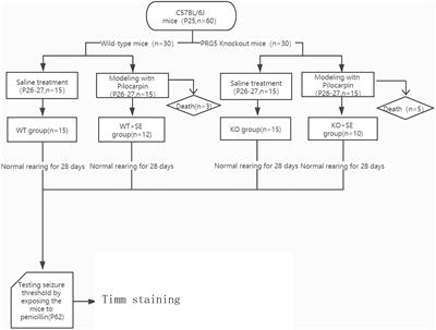 PRG5 Knockout Precipitates Late-Onset Hypersusceptibility to Pilocarpine-Induced Juvenile Seizures by Exacerbating Hippocampal Zinc Signaling-Mediated Mitochondrial Damage